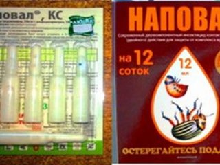 Di tempat - ubat untuk arahan kumbang kentang Colorado