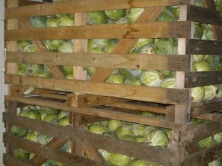 Kāpostu uzglabāšana pagrabā ziemai