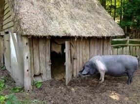 Å bygge en svinesti