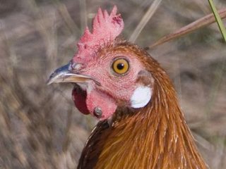 Spalvu ērce vistām: ārstēšana