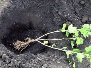 Kā rudenī stādīt jāņogas