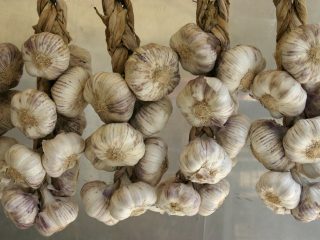 Come conservare l'aglio primaverile