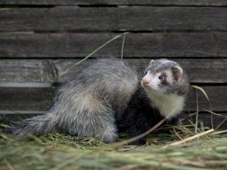 Cara menghilangkan musang di kandang ayam