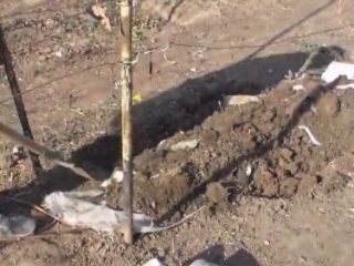 Vīnogu patversme ziemai vidējā joslā