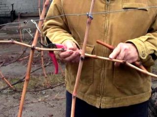 Kā rudenī iestādīt vīnogas ar spraudeņiem