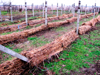 Vīnogu patversme ziemai Sibīrijā