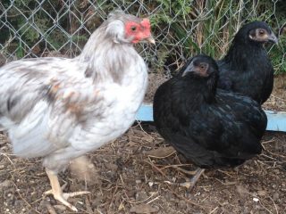 Vistas Araucan: foto un apraksts