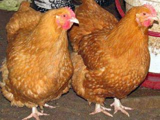 Vistu šķirne Foxy Chick: apraksts + foto