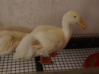 Zoslēnu slimības: simptomi un ārstēšana + fotogrāfijas