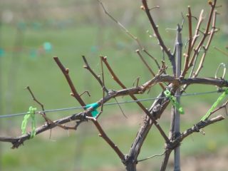 Vīnogu atzarošana un patvēršana rudenī
