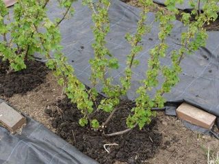 Kā jāņogas stādīt rudenī ar stādiem