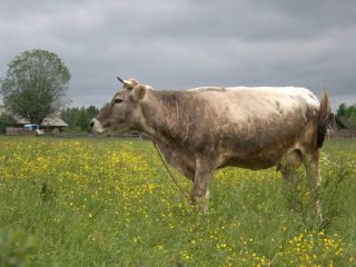 Kostroma govju šķirne: satura iezīmes