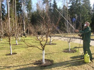 Omenapuiden käsittely syksyllä sairauksista ja tuholaisista