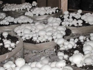 Kā sēnes audzēt mājās maisos