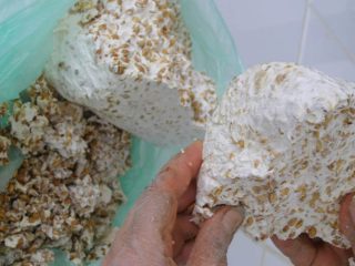 Kuinka saada osteri sienirihmasto