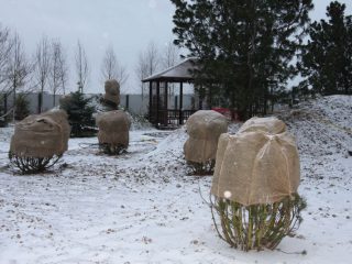 Ruusujen turvakoti Uralissa