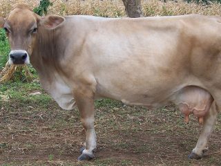 Lembu Schwyz: kebaikan dan keburukan, foto, ulasan