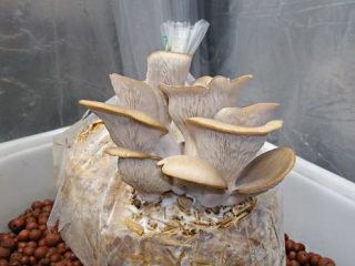 Austrų grybų auginimas ant šiaudų