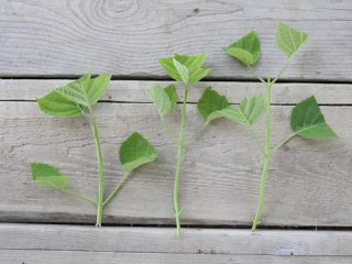 Hortensia: formering ved stiklinger om efteråret