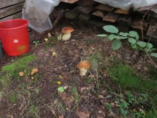 Kasvavat etusienet sienirihmalla
