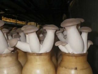 Karališkasis austrių grybas: kaip augti