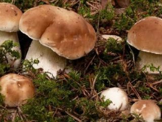 Kuinka kasvattaa piikkisieniä sivustolla