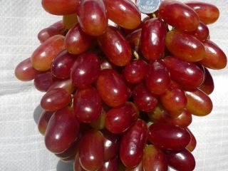 Vinograd Victor