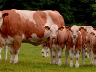 Lembu Simmental: kebaikan dan keburukan baka