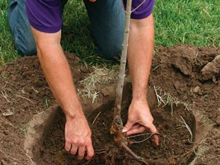 Ābolu koku sagatavošana ziemai Maskavas reģionā