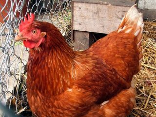 Sarkanās Kubanas cāļu šķirne