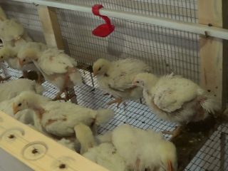 วิธีรักษาอาการท้องร่วงในไก่เนื้อที่บ้าน