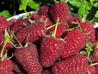 Korjatut vadelmat Monomakh-hattu: kasvatus ja hoito