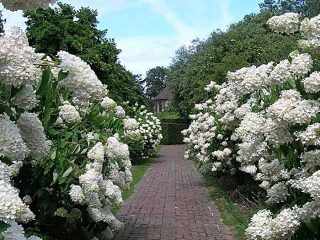 Hydrangea paniculata Phantom: planting og stell