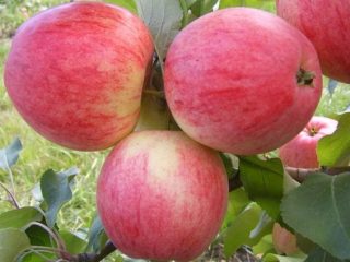 Ābolu šķirne Medunitsa: šķirnes foto un apraksts