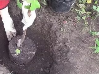 Kaip rudenį pasodinti koloninę obelį