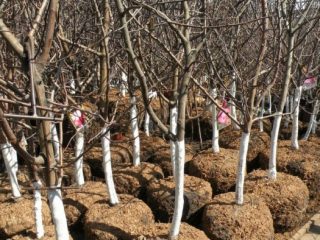 Ābeļu stādīšana rudenī Ļeņingradas apgabalā
