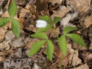 Anemones gėlės: sodinimas ir priežiūra + nuotrauka