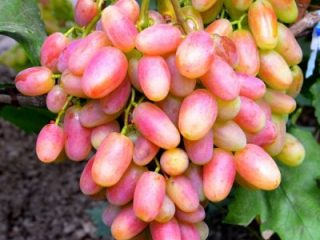 Džuliana vīnogas: detalizēts apraksts, fotogrāfijas, atsauksmes