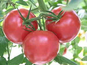 Tomato Andromeda F1: pelbagai penerangan, foto, ulasan