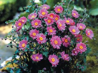 Anemone Prince Henry - การปลูกและจากไป