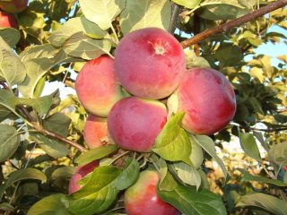 Apple Orlik: sortbeskrivelse, beplantning og stell