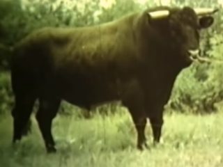 Bestuzhev-rodun lehmä: kuva