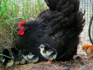 Vistas Australorp: foto un apraksts