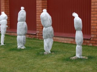 Kā ziemai apsegt kolonnu ābeles