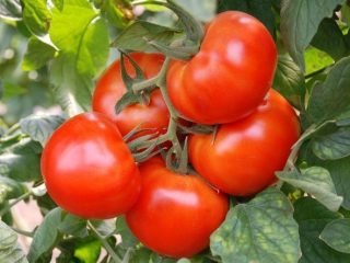 Tomato Matahari Terbit