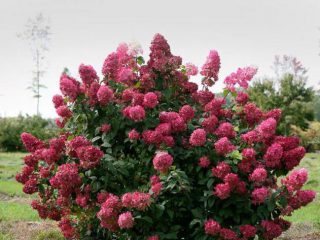 Hortensia Weems Red: beskrivelse og bilde