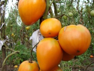 Tomato Golden Heart: ulasan, foto, siapa yang menanam