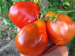 Tomato 100 Pounds: ciri dan keterangan mengenai pelbagai