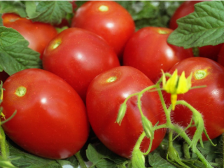 Tomato Shuttle: ulasan, foto, hasil