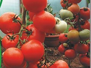 Tomato Kirzhach: บทวิจารณ์ภาพถ่ายผลผลิต
